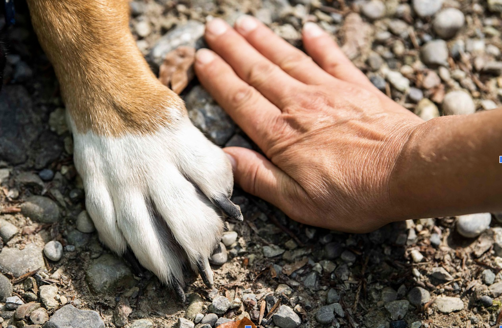 Preserving pet-friendly memories